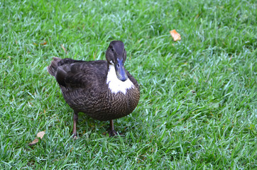 one duck walking on the grass in nature