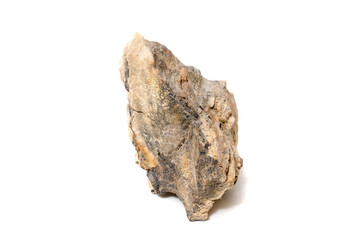 Fototapeta premium petrified wood on isolated background