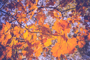 Obraz na płótnie Canvas Yellow Oak Leaves Retro