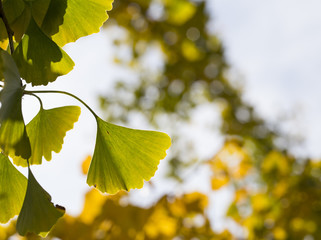 Autumnal ginkgo tree leaf background