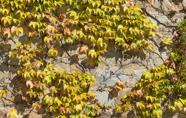 Ivy (lat. Hedera) and Virginia creeper (Parthenocissus quinquefolia) on a stone wall