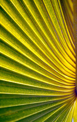 Obraz premium close up the green line of palm leaf on natural