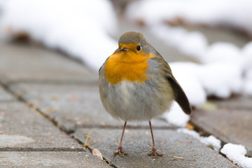 robin on a branch