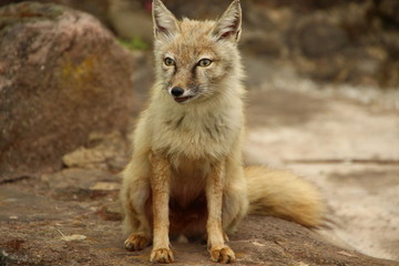 renard