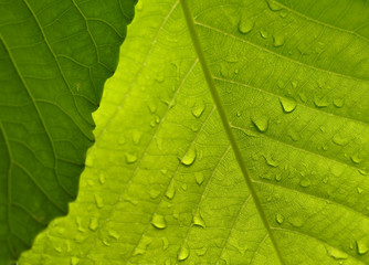  macro shot of  leaves  Green  in the nature