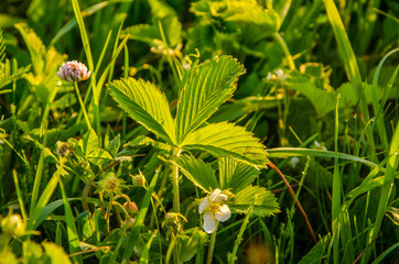 on a green lawn in the early foggy morning .