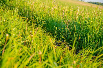on a green lawn in the early foggy morning .