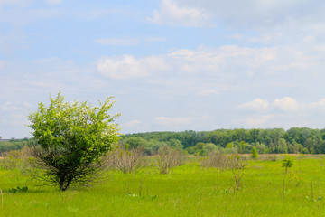 Single blossoming tree on spring meadow