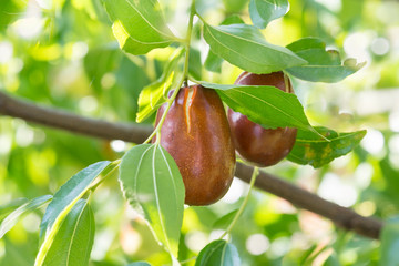 The fruits of jujube