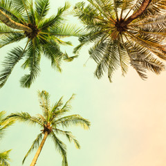 Fototapeta na wymiar Coconut palm trees at sunset.