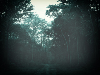  dark foggy forest at dusk