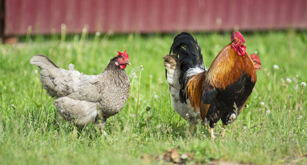 rooster 
