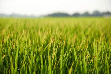fresh green rice field background