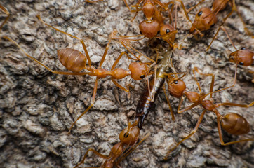 team work of red ants group collaborate and harmonious for bring some thing go to ant nest.