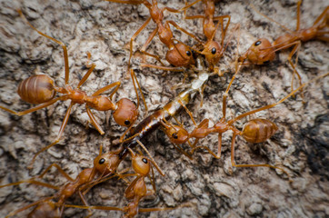 team work of red ants group collaborate and harmonious for bring some thing go to ant nest.