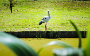 Fototapeta premium asian openbill bird finding some victim on lake side in the park for meal
