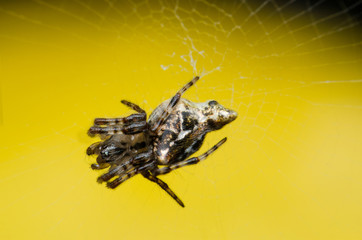 jumping spider with spotted and striped on the web with yellow background 