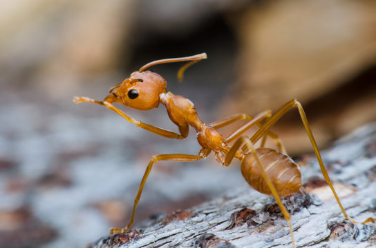 red ant stand on tree bark same as leader chief and looking for
