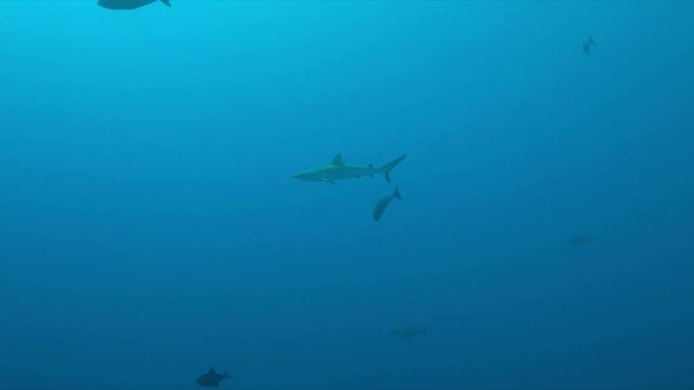 Grey reef shark in blue water. 4k footage
