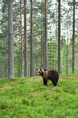 Fototapeta na wymiar brown bear
