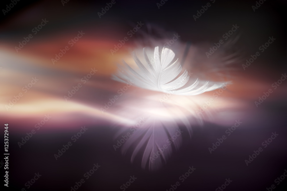 Poster white beautiful feather with reflection on the background of bright glowing in dark brown, violet an