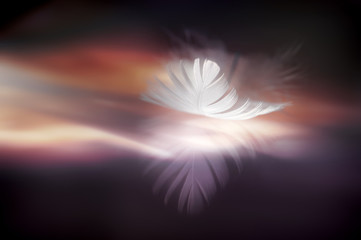 White beautiful feather with reflection on the background of bright glowing in dark brown, violet...