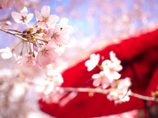 和と桜