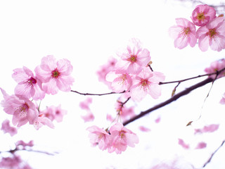 桜の美しさ