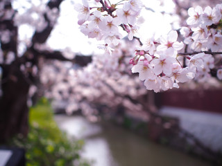 桜と川