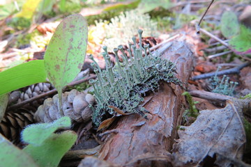 Small mushrooms in the forest