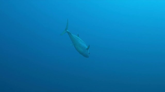 Tuna swims in blue water. 4k footage