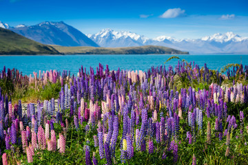 Majestic mountain lake with lupins blooming - obrazy, fototapety, plakaty