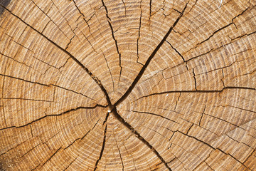 Fototapeta premium wooden background