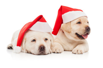 Labrador puppies in a Santa Claus hat