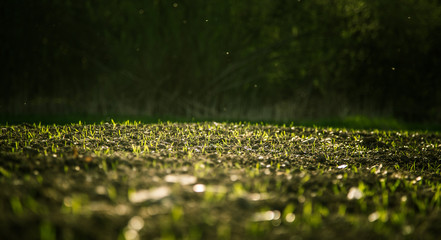 Grass sprouting in the spring