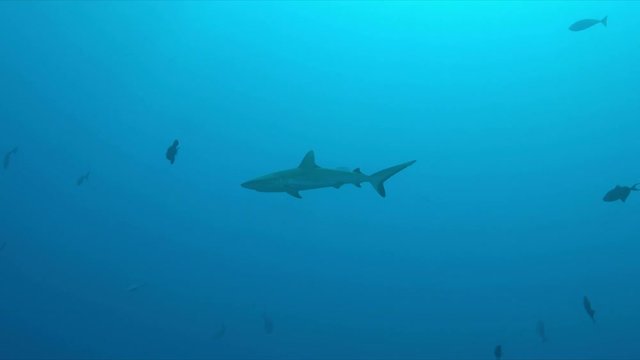 Grey reef shark in blue water. 4k footage