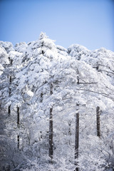 snow scene on huangshan mountain