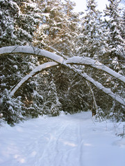 Winter landscape.  Path in snow between tall fir trees under tree trunks arch