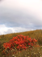 Red bush in the autumn field under cloudy sky