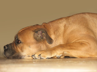 Sad red dog bullmastiff lying on the tile floor indoors in profile on beige background