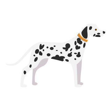 Isolated dalmatian dog on white background. Beautiful dog with black spots and collar.