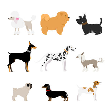 Isolated dogs set on white background. Beautiful and smart dogs as dalmatian, doberman, pug and more.