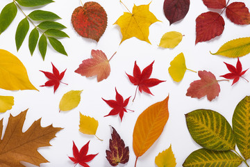 Colorful autumn leaves. Nature background. Top view. 
