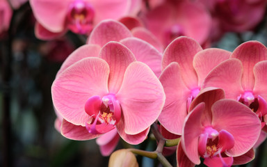 Fototapeta na wymiar Blooming orchid flower