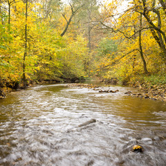 Creek in the autumn forest