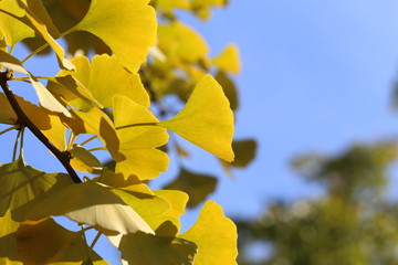 Autumnal ginkgo tree leaf background