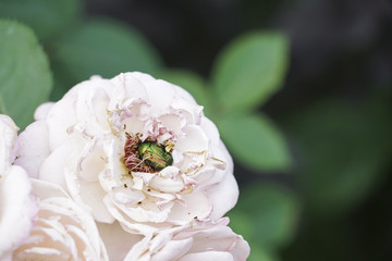 harmful bug on rose on garden