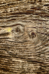 face in wooden background 37)