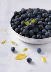 A bowl of fresh harvested organic sloe berries on blackthorn (Prunus spinosa). Selective focus.