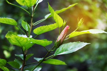 Sunlight strikes hibiscus Flower bud ready to blooming with blur nature background